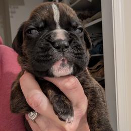 Rocco - Brindle male Boxer puppy in Wellington, Ohio from Brinkhaven Boxers
