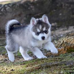 Snookums - Gray and white male Pomsky puppy in Denham Springs, Louisiana from Bayouland Pomskies