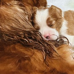 Cavalier King Charles Spaniel Puppies from Solheimar