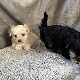 Sissy - White and tan female Morkie puppy in Taylorsville, North Carolina from Mountain Top Hot Tailz