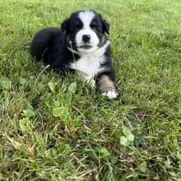 Boy 2 - Black tri male Miniature Australian Shepherd puppy in Phillipsburg, New Jersey from Dusty Dogs Miniature Australian Shepherds