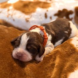 Orange Boy - Liver white and tan male English Springer Spaniel puppy in Cleburne, Texas from Powers English Springer Spaniels