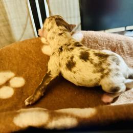 Chopper - Red merle male Miniature Australian Shepherd puppy in Wauchula, Florida from Sun & Moon Aussies