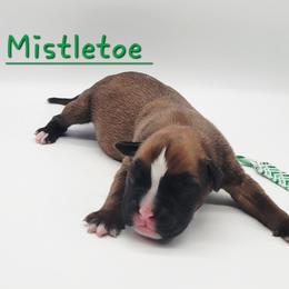 Mistletoe - Fawn male Boxer puppy in Lascassas, Tennessee from CC's Boston & Boxer Babies