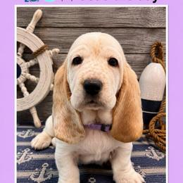 Lavender collar female - Lemon and white female Basset Hound puppy in Columbia, South Carolina from Pawmetto Hounds