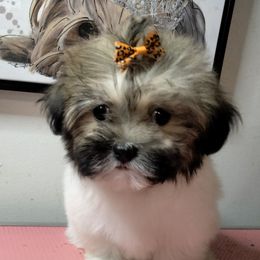 Girl 1 - Black gold and white female Shorkie puppy in Boca Raton, Florida from Tina-Marie's Pups