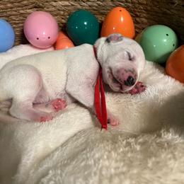 Boy 6 - White and black male Dalmatian puppy in Claremore, Oklahoma from Lotsofdots Dalmatians
