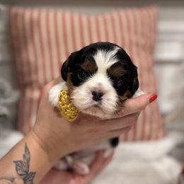 Doc - Cavalier King Charles Spaniel puppy from Cavis at Wryah Farm