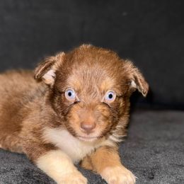 Girl 4 - Red tri-color Australian Shepherd puppy in Paint Rock, Alabama from Kotah’s Kennels