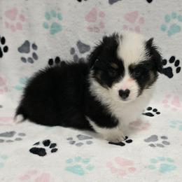 BOH - Black and tan male American Corgi puppy in Walker, Iowa from Double K Corgis