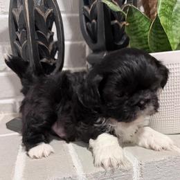 George - Black and white male Shih Tzu puppy in Lexington, North Carolina from SCS Shih Tzus