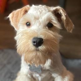 Remy - Miniature Schnauzer