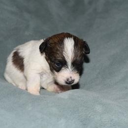 Ina Girl 3 - White and tan female Russell Terrier puppy in Middletown, Virginia from DBF Russell Terriers