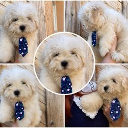 Male1 - White male Coton de Tulear puppy in Yuba City, California from Sutter Buttes Coton De Tulear