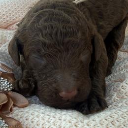 Naples - Brown male Poodle puppy in Lakeland, Florida from Gulfside Poodles