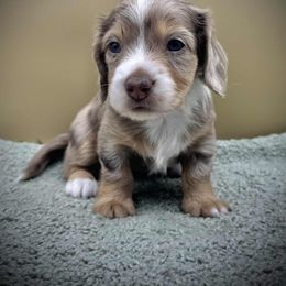 Mal - Dapple female Dachshund puppy in Hendersonville, North Carolina from Kim's Cove Dog Co.