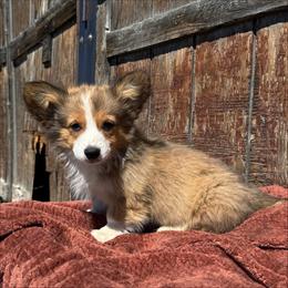 Pecos - Red male Pembroke Welsh Corgi puppy in Mc Cammon, Idaho from Sunny J Corgis and Mini Americans