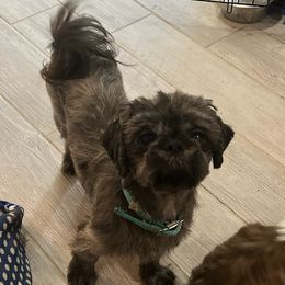 Shih Tzus from Whispering Winds Charmed Hollow