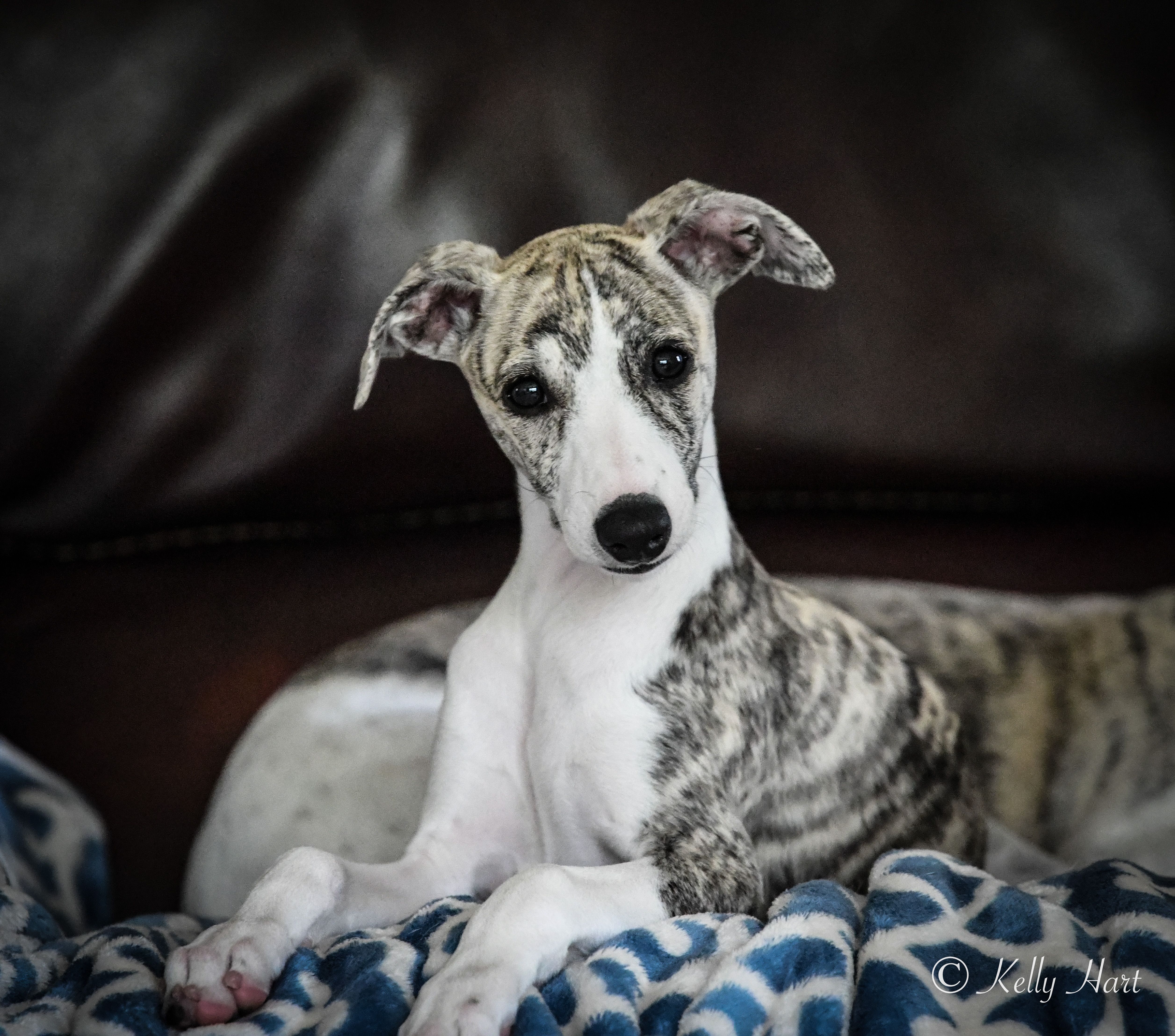 Toy whippet shop puppies for sale