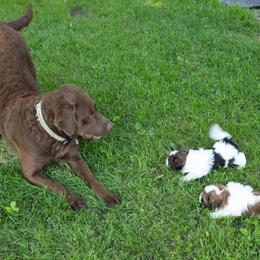 Chesapeake Bay Retriever and Havanese Puppies from Green Gables Havanese
