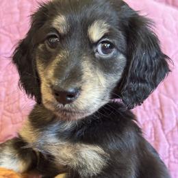Boy 6 - male Dachshund puppy in Fieldbrook, California from Honeydox Miniature Dachshunds