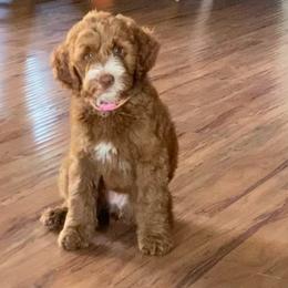 Goldendoodle and Sheepadoodle Puppies from IE Family Doodles