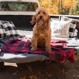 Rori - Goldendoodle