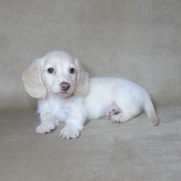 Max - Cream male Dachshund puppy in Pana, Illinois from Doxie Waggin Tails