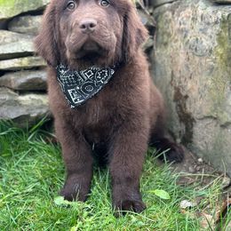 Xandra - Brown Newfoundland puppy in Tully, New York from Bear Paw Newfoundlands