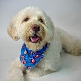 Maverick - Australian Labradoodle