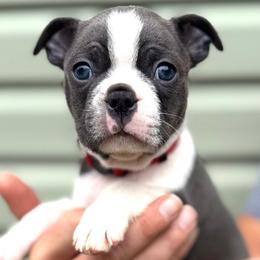 Charmander - Blue male Boston Terrier puppy in West Jefferson, Ohio from Kline Kennels