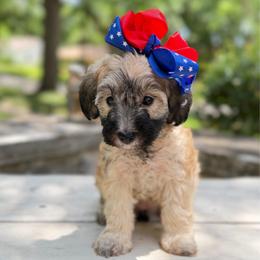 Smoke show ESA therapy lines - Sable female Schnoodle puppy in Temple, Texas from Schnauzers Of Taylor