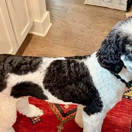 Bernedoodles, Bernese Mountain Dogs, and Poodles from Cahaba Farms Doodle, Co.