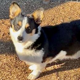 Olive - American Corgi