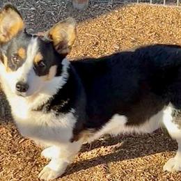 Olive - American Corgi