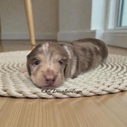 Rolly - Chocolate and cream male Dachshund puppy in Oklahoma City, Oklahoma from OkieDoxieland Dachshunds