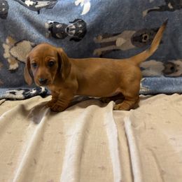 Scarlett - Red female Dachshund puppy in Pearland, Texas from Lori Li's Doxies
