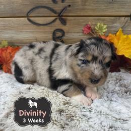 Divinity - Blue merle female Australian Shepherd puppy in El Dorado Springs, Missouri from OR Aussies