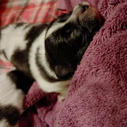 Boxer and Papillon Puppies from Tradition Boxers and Papillons