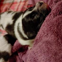 Boxer and Papillon Puppies from Tradition Boxers and Papillons