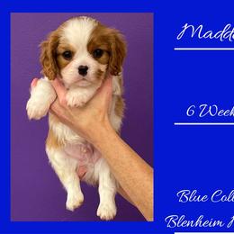 Madden - Blenheim male Cavalier King Charles Spaniel puppy in Willmar, Minnesota from Starlite Cavaliers