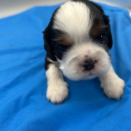 Max - Tri-color male Cavalier King Charles Spaniel puppy in Burke, New York from Patti’s Puppies