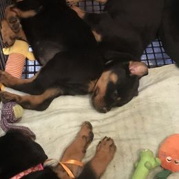 Rottweiler Puppies from Von Helden Herz
