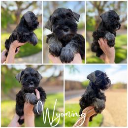 Wyoming AKC - Salt and pepper female Miniature Schnauzer puppy in Victorville, California from West Coast Royal Miniature Schnauzer