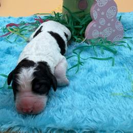 Mabel - Black and white female Sheepadoodle puppy in Willacoochee, Georgia from Kitandkboodle's Doodles