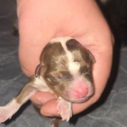 Miss Skye - Red tri female Toy Australian Shepherd puppy in Dolan Springs, Arizona from High Desert Companions