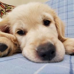 Golden Retriever Puppies from The Golden Court