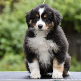 Australian Shepherd and Miniature American Shepherd Puppies from Bright Heart Aussies & Miniature American Shepherds