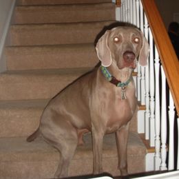 Weimaraner Puppies from Megan's Weimaraners
