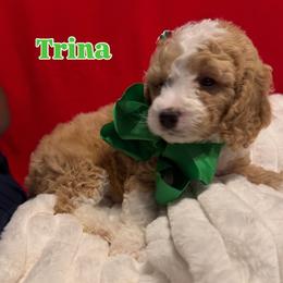 Trina - Apricot female Goldendoodle puppy in Cordova, Tennessee from TrueLine kennels